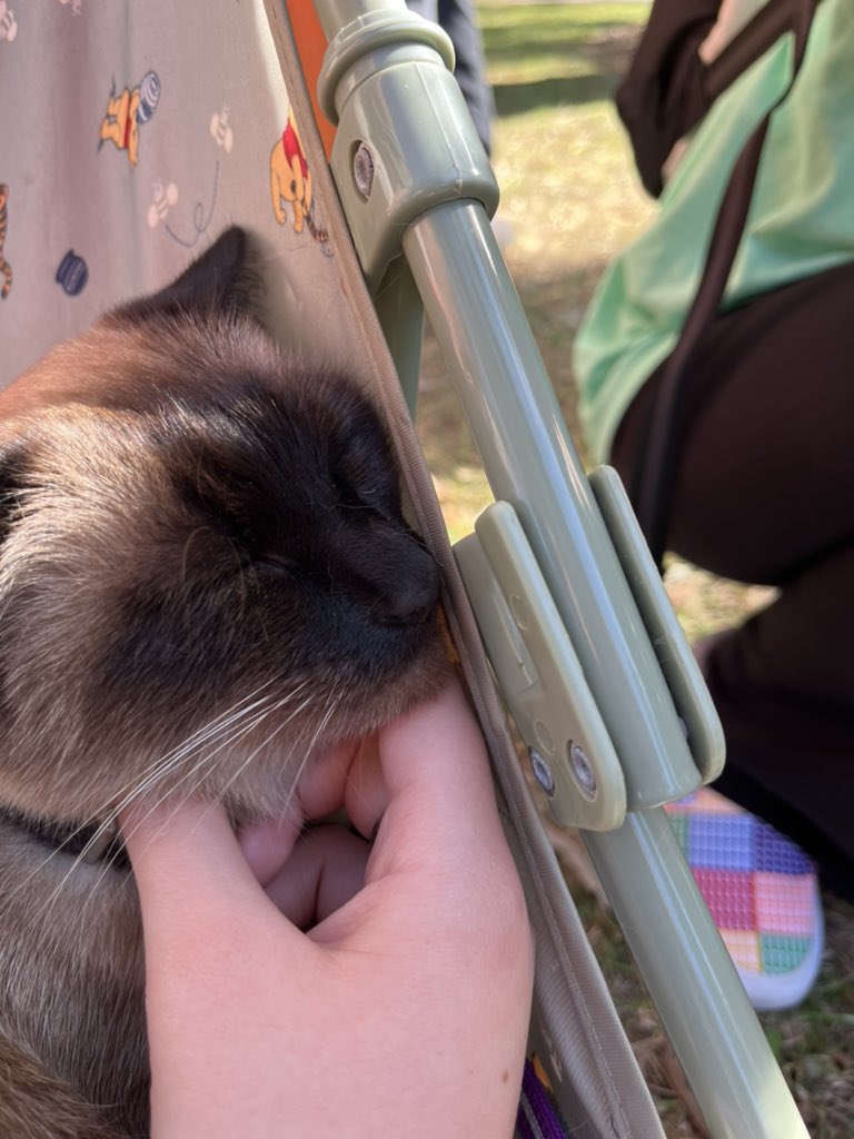 kittyobsessee's tweet photo. https://t.co/8f2Ef9l2gR
