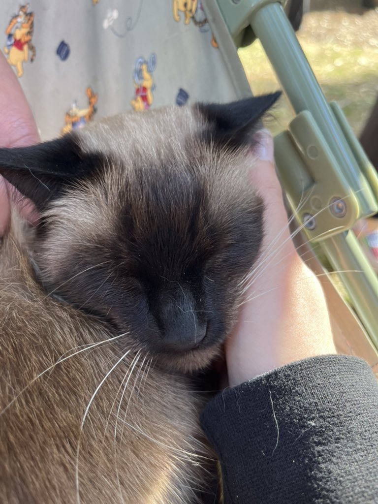 kittyobsessee's tweet photo. https://t.co/8f2Ef9l2gR