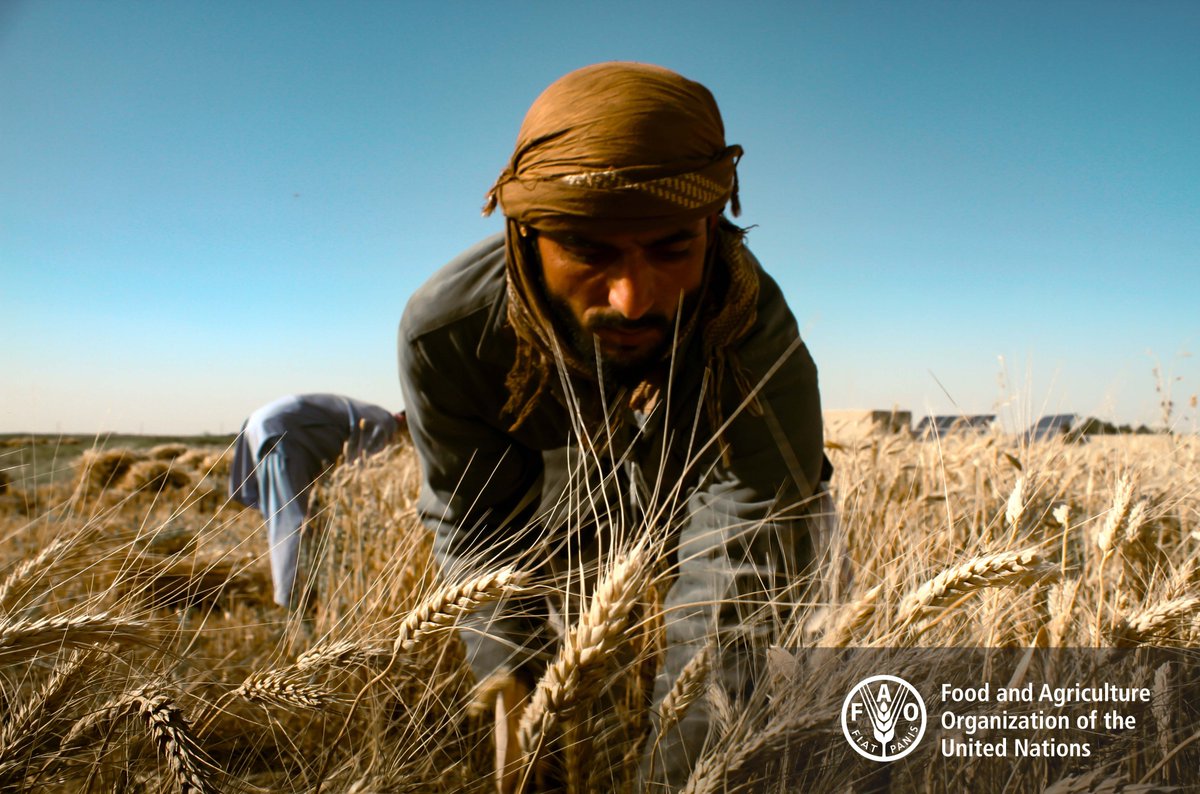 FAOAfghanistan's tweet photo. 🆕FAO marks the #WorldFoodDay2022 to promote worldwide awareness &amp; action for those who suffer from hunger.

It's being celebrated with multiple challenges: effects of the pandemic, conflict, climate change, rising prices &amp; international tensions.

👉 https://t.co/kwMEI1spQr https://t.co/W81yR7WwHx