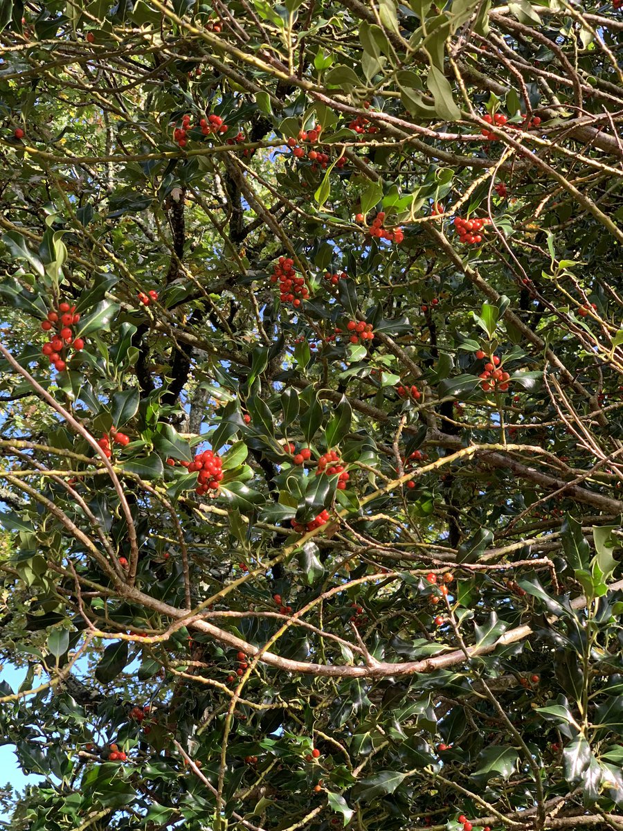 AnnaMTuckett's tweet photo. The colours of #autimn. #nofilter #newforest https://t.co/uQhGbSpW9f