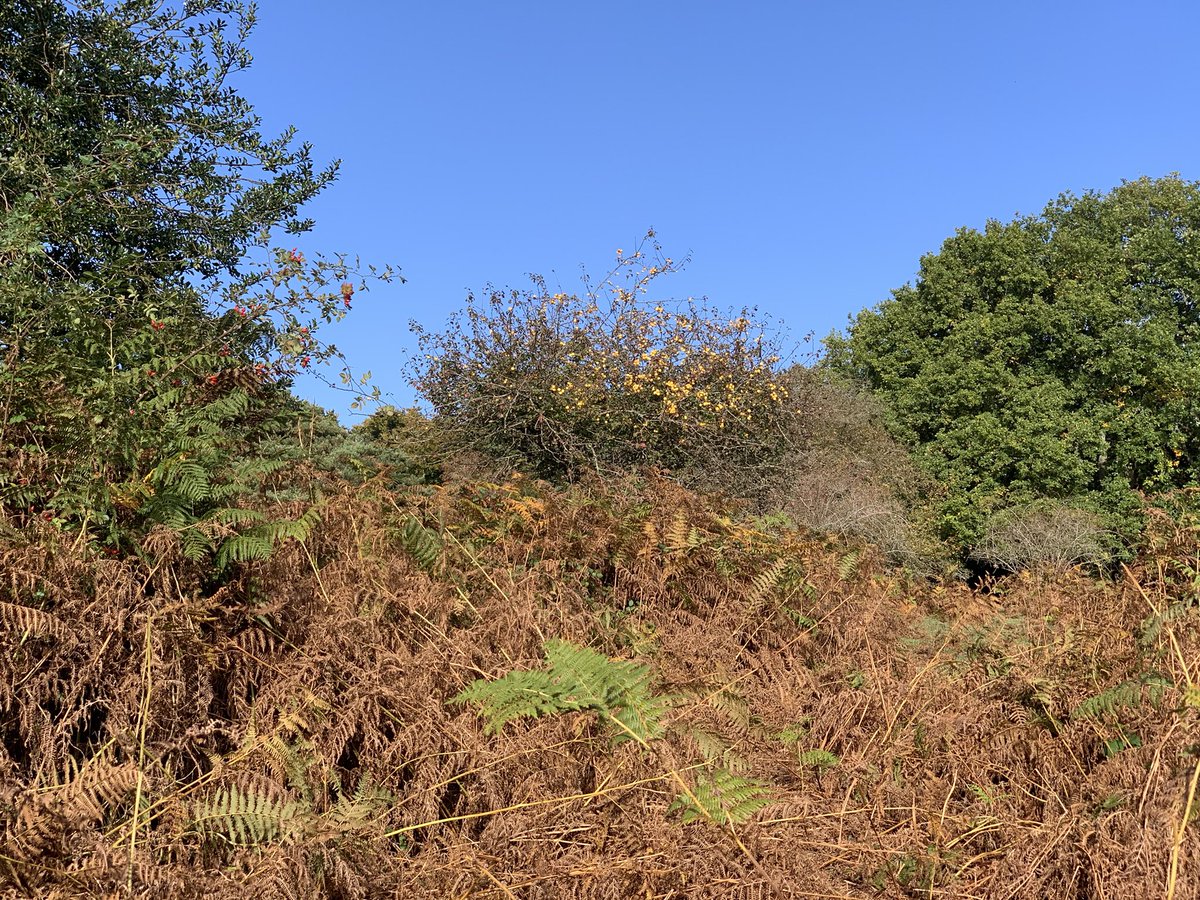 AnnaMTuckett's tweet photo. The colours of #autimn. #nofilter #newforest https://t.co/uQhGbSpW9f