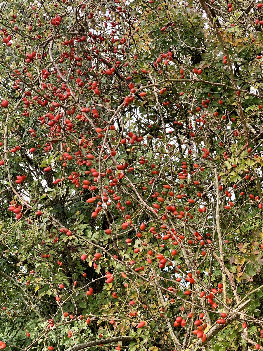 AnnaMTuckett's tweet photo. The colours of #autimn. #nofilter #newforest https://t.co/uQhGbSpW9f
