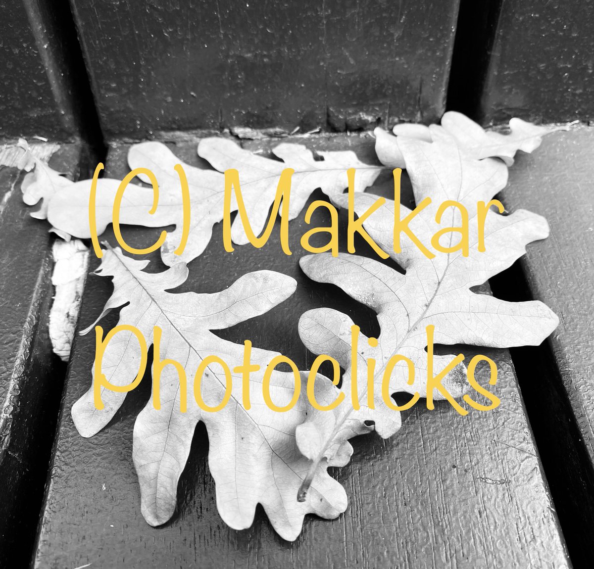 ProfMakkar's tweet photo. Summa oru Flow la #MakkarPhotographerIlla #Random #Leaf #Park #Bench #Summa #JaiBhavani #BabaCounting #Hashtag #PottuViduvom #Rousu https://t.co/tbM1eWBxAv
