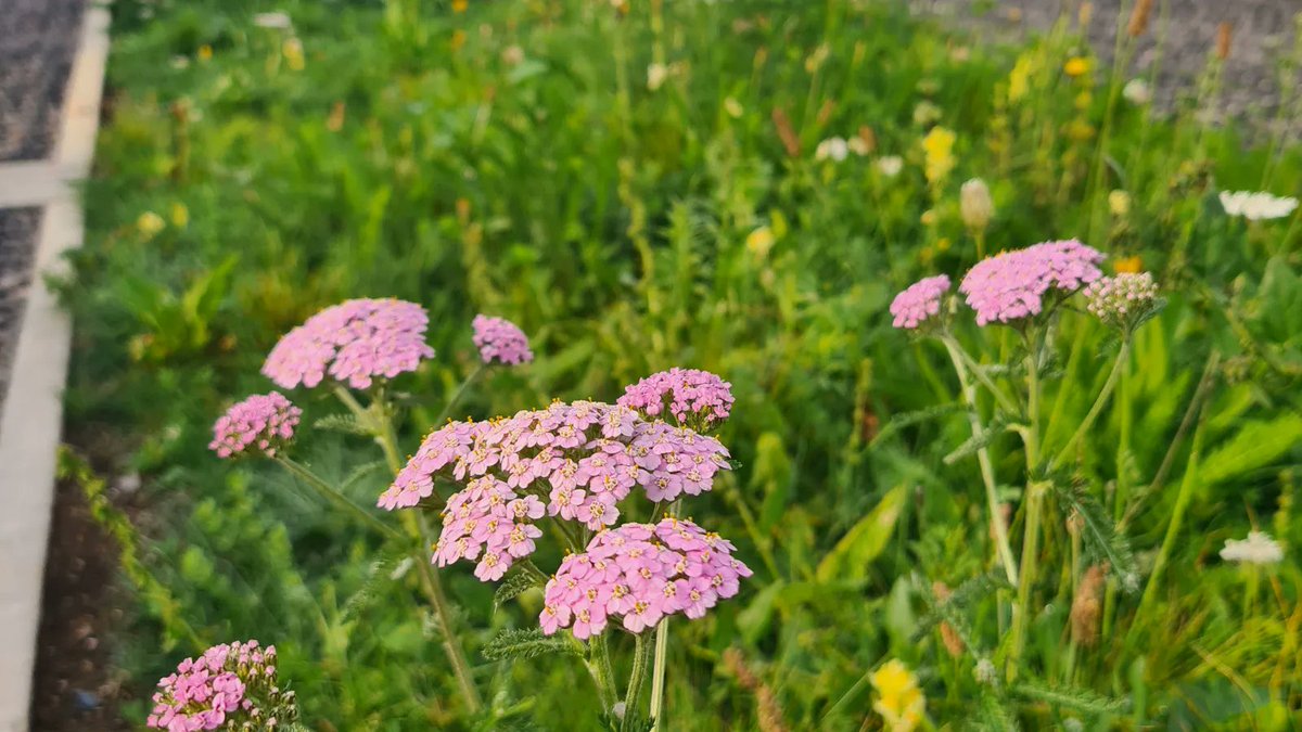 railwaygardens's tweet photo. Calling all kids and parents - our first #minimeadow is thriving and full of life - so let's make another one! We need your help at after school club this Wednesday to lay a new meadow, please come along from 3:15pm. Plus Things on Toast will be open for after school snacks, yay! https://t.co/wMzTboZyRH