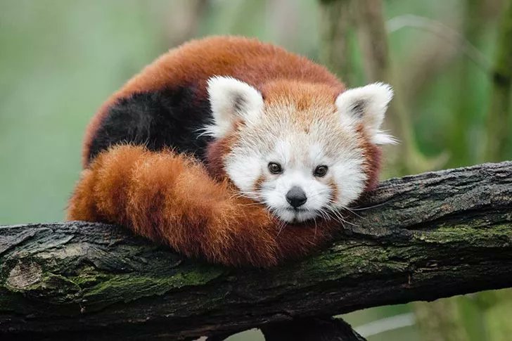 YashGuranani's tweet image. #Fact1

The Firefox logo isn’t a fox.

There is a misconception that because Firefox is named after a fox, the logo must also be a fox.

In fact, the cute furry creature in the logo is a red panda. 

#Firefox