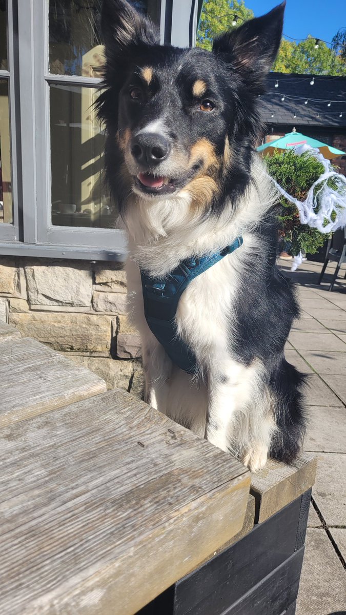 misfit_marley's tweet photo. Sunny 🌞 Sunday...Sat In a pub, being da goodest boi...waiting for scraps.....*prays for sossig*
How's your Sunday going fluffcrew??
#DogsofTwittter #dogstagram #doginapub #sundayvibes #cardiffdogs #welshdogs #kelpiecollie #misfitmarley https://t.co/uzfYsHIUwh