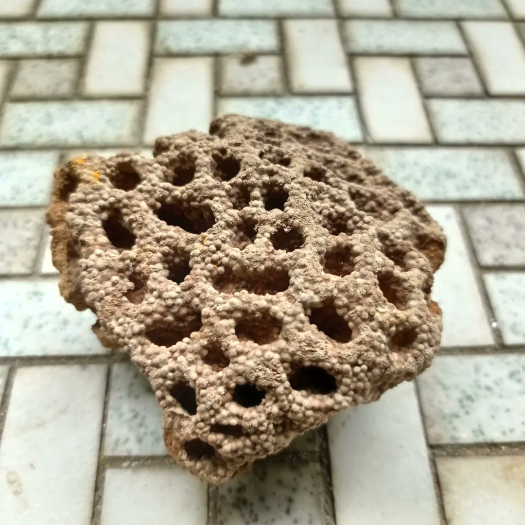 zedecksiew's tweet photo. A piece of termite nest. Sharon sniffed it. "It smells sweet!" she says. I wonder what gives it that sweetness. Are termite larvae raised on nectar?

Sent a photo to Munkao who said that it looked like kuih loyang.

#localfauna https://t.co/H9QKX0j6iO