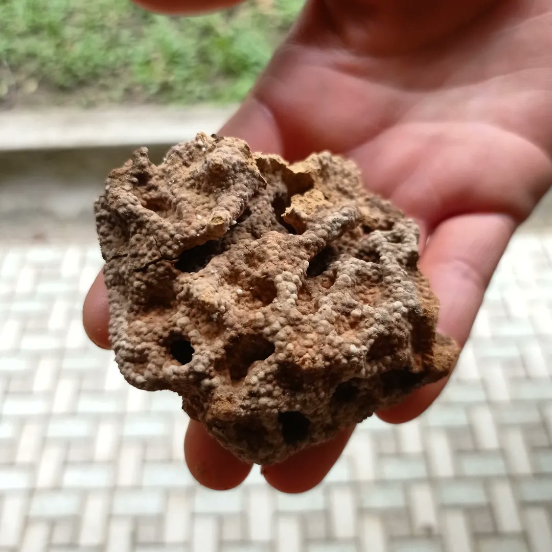 zedecksiew's tweet photo. A piece of termite nest. Sharon sniffed it. "It smells sweet!" she says. I wonder what gives it that sweetness. Are termite larvae raised on nectar?

Sent a photo to Munkao who said that it looked like kuih loyang.

#localfauna https://t.co/H9QKX0j6iO
