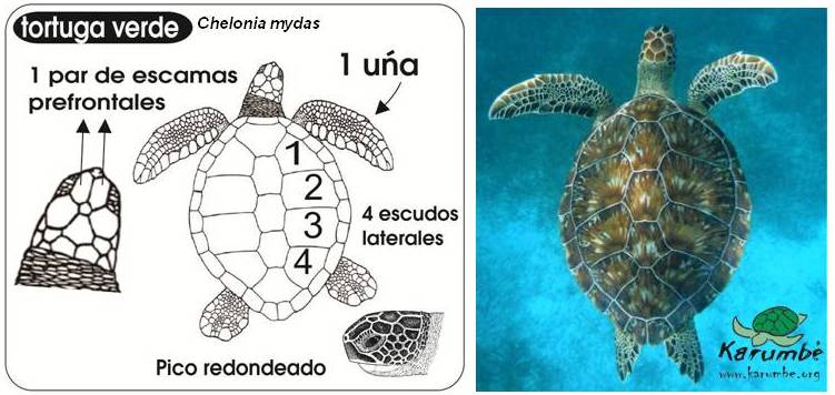 En la costa oceánica y del Rio de la Plata de Uruguay la tortuga verde juvenil se desarrolla y se alimenta principalmente de algas. 
<a href="/AlgasUruguay/">Macroalgas Uruguay</a>