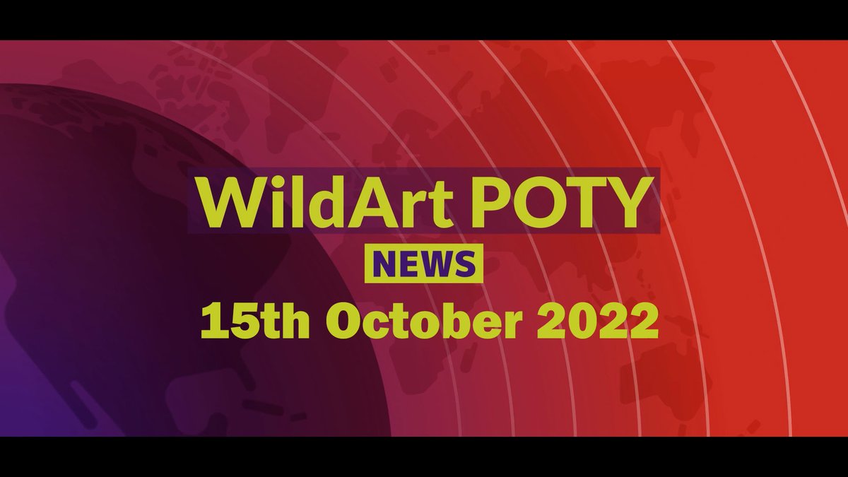Check out all the latest WildArt POTY news including the extension to the entry period for Best Portfolio by watching our new bulletin youtu.be/8UGWutGTO4A @OMSYSTEMcameras @SwarovskiOptik @Cotton_Carrier @fstopHQ @ShetlandTours @Finnature @global_birding