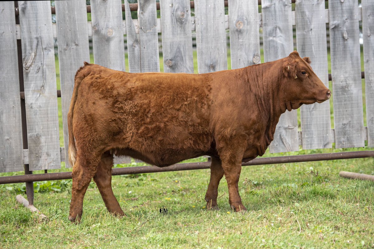 Newlifelimo's tweet photo. Less than a week away from the Colours of Autumn Limousin sale in Cookstown ON . For more info on the heifers contact Justin 519-270-5415 https://t.co/4BNTf866FE