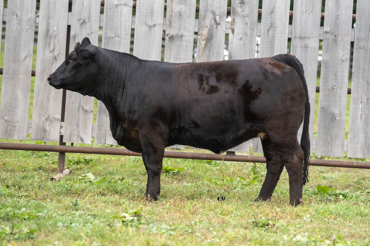 Less than a week away from the Colours of Autumn Limousin sale in Cookstown ON . For more info on the heifers contact Justin 519-270-5415