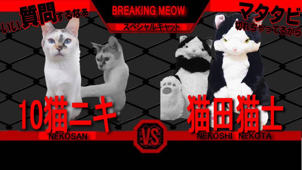cat_yotuber's tweet photo. ブレイキングダウンに猫さんもでるにゃ。https://t.co/7X2PAuIvEh https://t.co/xHKAWJnumF
