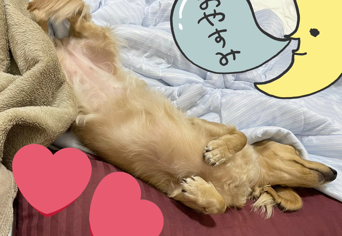今日のキマくんとかなちゃん。きゃわいい 