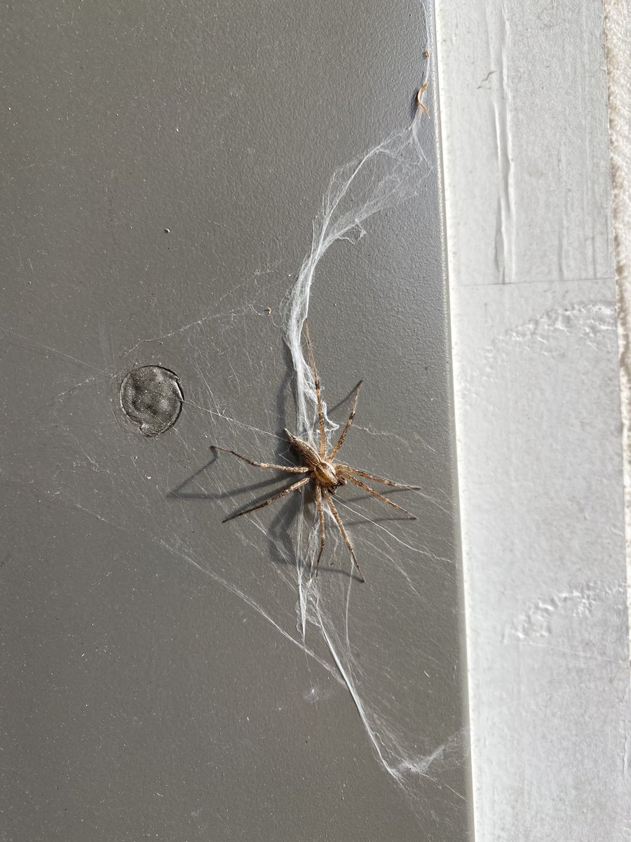 jeffdangersmith's tweet photo. @mtanichthys can i get a boost for an ID? Newark, DE, approx 1-1.5cm long (you can see the head of a nail next to it) https://t.co/vqOLCDrdh7