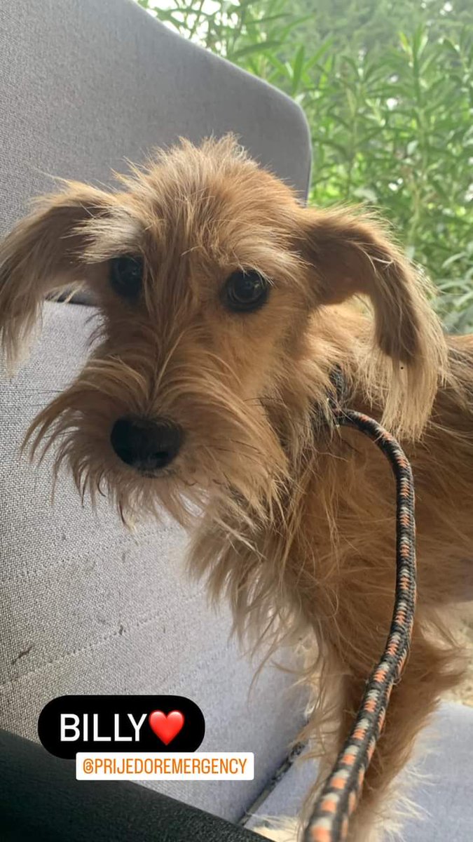 prijedoremergen's tweet photo. BILLY CERCA CASA.
Due orecchie con attaccato un cane. molto giovane arrivato a MILANO perché in rifugio in Bosnia veniva aggredito dagli altri cuccioli e dai cani più grandi. 
tg piccola dolcissimo. Un po’ timido all’inizio ma appena ti giri ti cerca con la zampina. https://t.co/UcpqdCSiG6