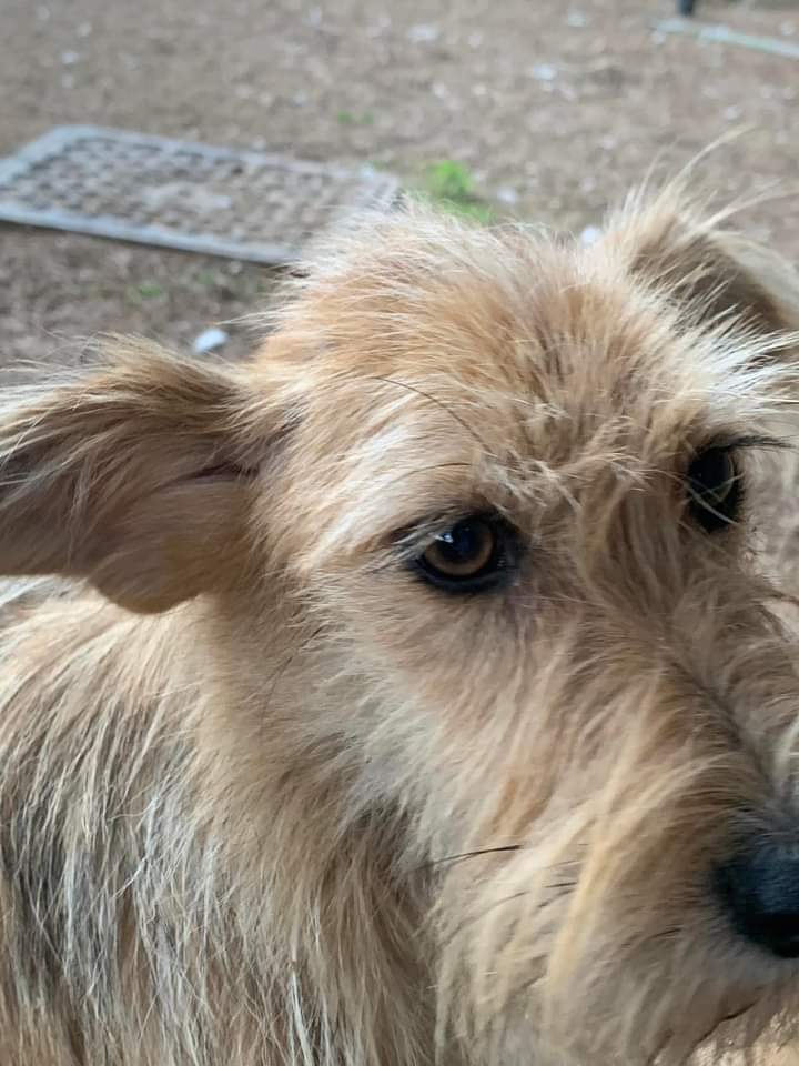 prijedoremergen's tweet photo. BILLY CERCA CASA.
Due orecchie con attaccato un cane. molto giovane arrivato a MILANO perché in rifugio in Bosnia veniva aggredito dagli altri cuccioli e dai cani più grandi. 
tg piccola dolcissimo. Un po’ timido all’inizio ma appena ti giri ti cerca con la zampina. https://t.co/UcpqdCSiG6