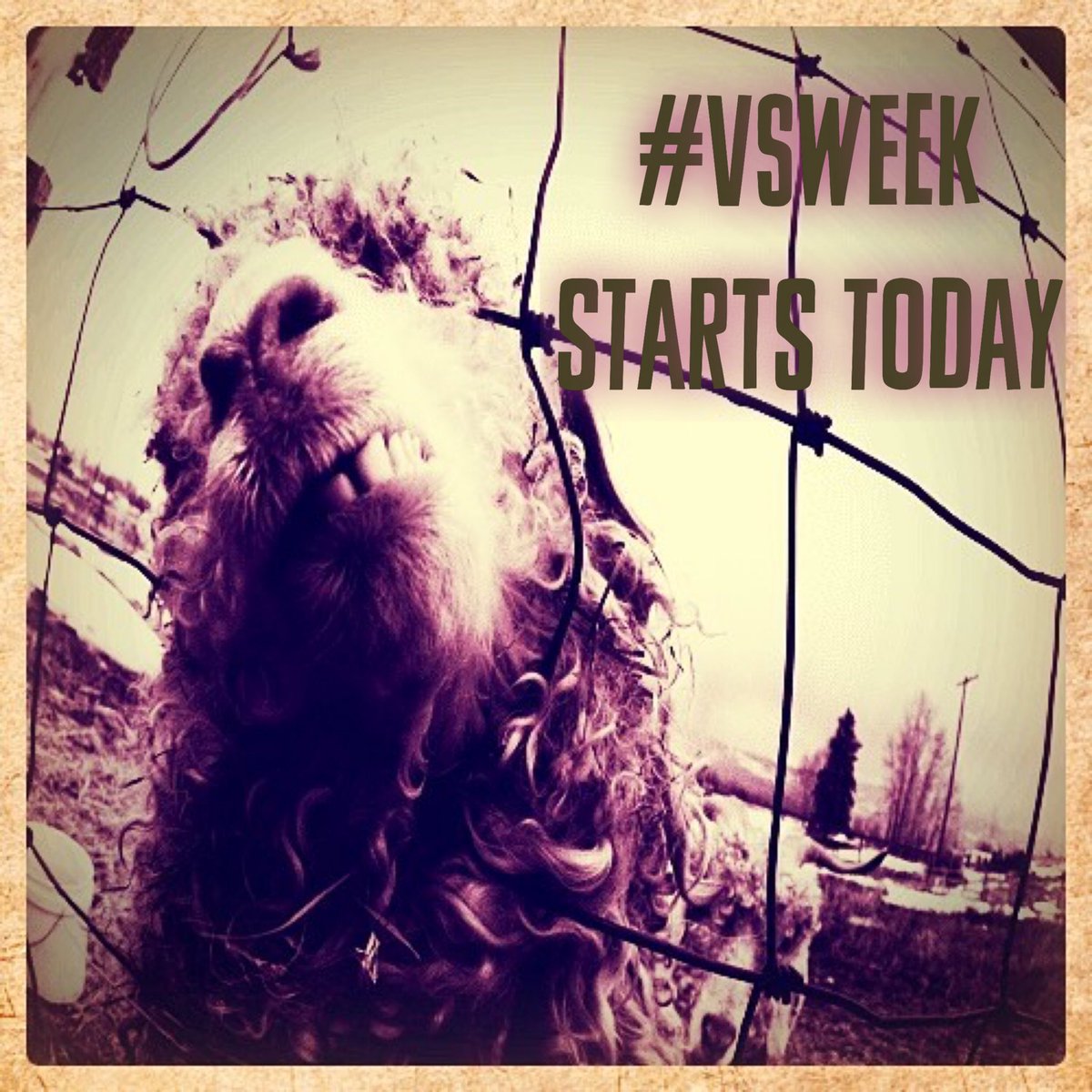 JeffAmentsArmy's tweet photo. #VsWeek starts today.
#pearljam https://t.co/uGKWt4URG3
