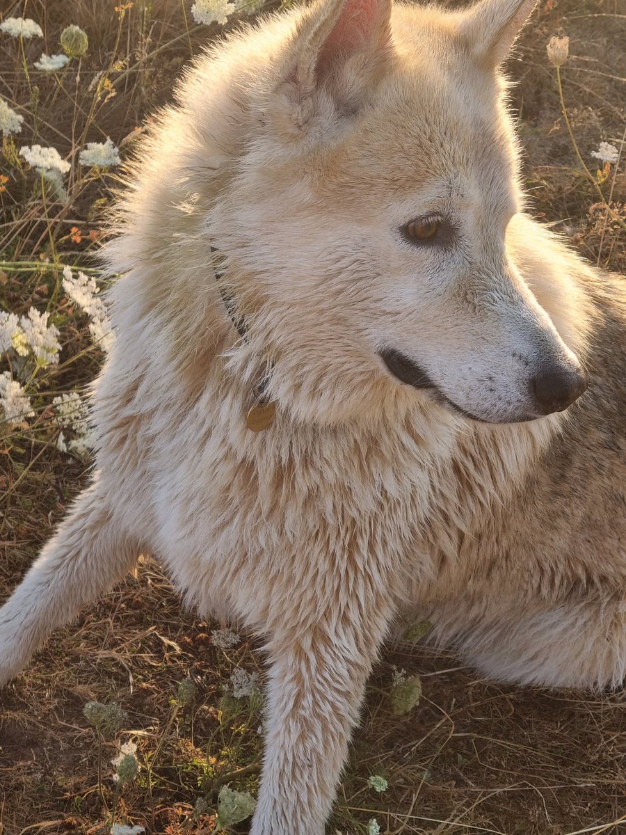 Say "yes"if you are a <a href="/HUSKYLOVERCOMM1/">HUSKY LOVER COMMUNITY</a>

<a href="/HUSKYLOVERCOMM1/">HUSKY LOVER COMMUNITY</a>

Conversation huskylover 

<a href="/HUSKYLOVERCOMM1/">HUSKY LOVER COMMUNITY</a>

Husky lover Aww 
TAG a friend Follow our page 

<a href="/HUSKYLOVERCOMM1/">HUSKY LOVER COMMUNITY</a>

<a href="/husky/">Husky 🐺</a> <a href="/HUSKYLOVERCOMM1/">HUSKY LOVER COMMUNITY</a> #huskylover #husky #huskylover #huskytwitter