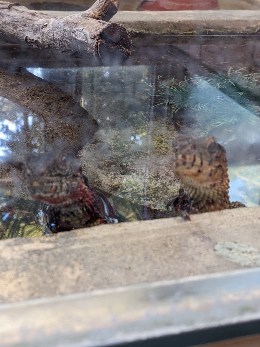 mmmaasyu's tweet photo. じつは昨日行ってきたの爬虫類館めちゃ暑でかめばっか😨 https://t.co/GEZIGRfIN5