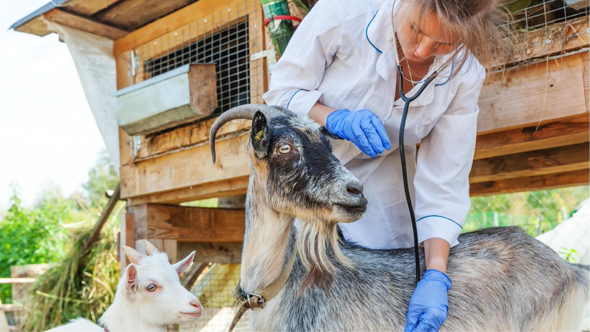 WOAH's tweet photo. >20% of global animal production losses are linked to animal diseases.

Vet Services help maximise livestock 🐄 and aquaculture🐟 production efficiency while respecting #animalwelfare, by ensuring animals are healthy and kept under sanitary &amp; hygienic conditions.
#WorldFoodDay https://t.co/IVuFtnwGme