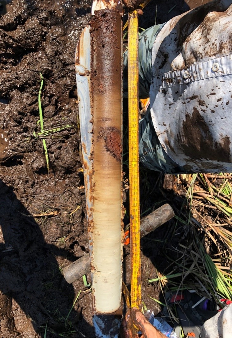 SSSA_soils's tweet photo. Plant litter in blue #carbon ecosystems doesn’t decompose as fast as its terrestrial counterparts. Without oxygen, the #soil microorganisms responsible for the breakdown of organic matter are not able to work as efficiently: https://t.co/ea01cdeNJe

📸: Lori Gorczynski https://t.co/FjGImSPUFh
