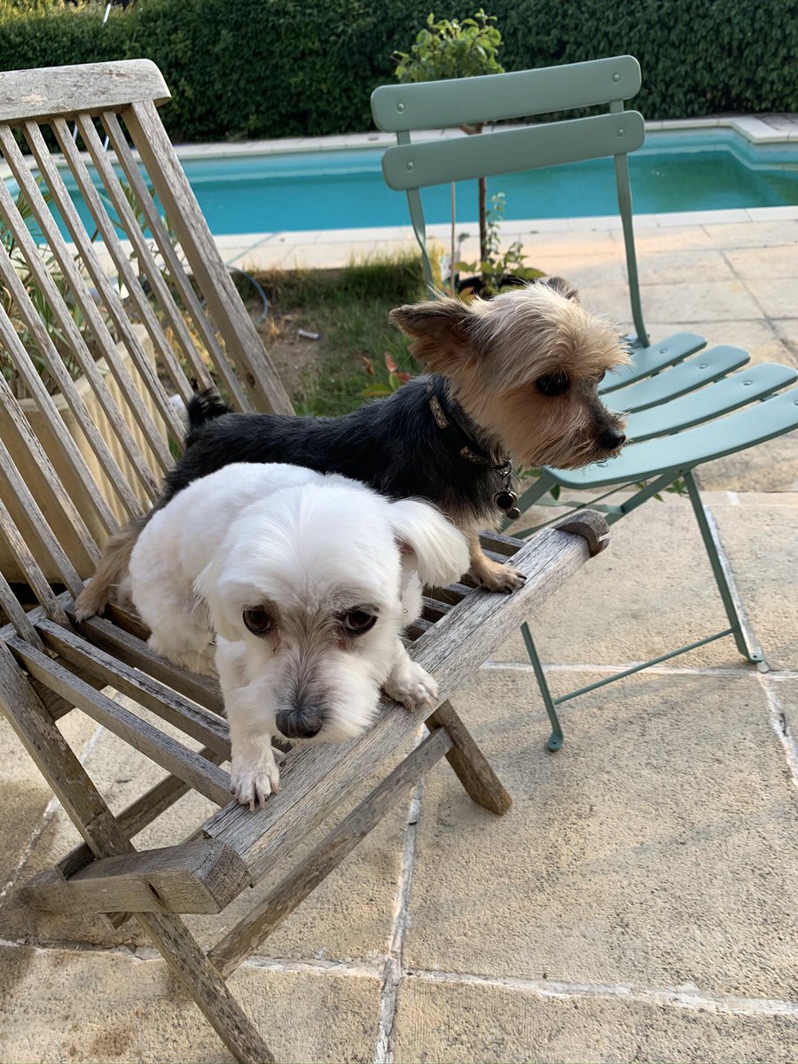 genXalpha's tweet photo. Today we lost our family’s best friend - Yuki (the white one). She drowned in our fish pond, likely chasing our cats.
We are devastated.
She had a personality larger than life - even though she was small. We humans could ALL learn from that.
#ferocity #RIP #RIPYuki
@acqua_8 https://t.co/ko3nkfmA3m
