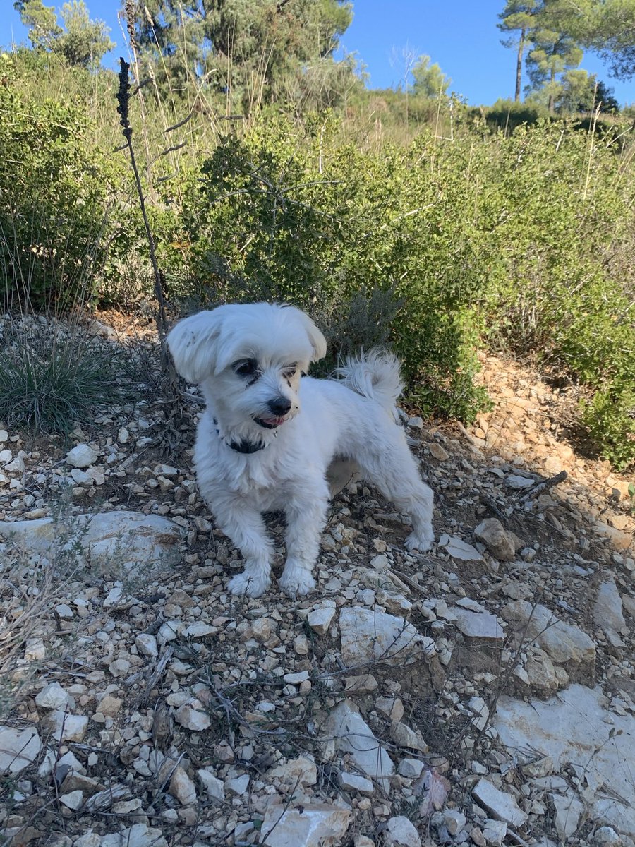 genXalpha's tweet photo. Today we lost our family’s best friend - Yuki (the white one). She drowned in our fish pond, likely chasing our cats.
We are devastated.
She had a personality larger than life - even though she was small. We humans could ALL learn from that.
#ferocity #RIP #RIPYuki
@acqua_8 https://t.co/ko3nkfmA3m