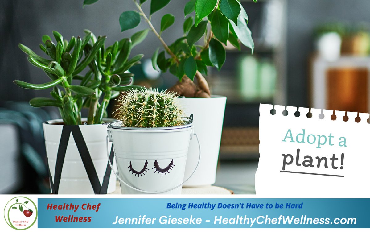 HealthyChefWell's tweet photo. Bring some life into your living space by adding a plant or two! No matter if you have a green thumb or not, there are tons of houseplants to choose from. https://t.co/Wsmige07Eu