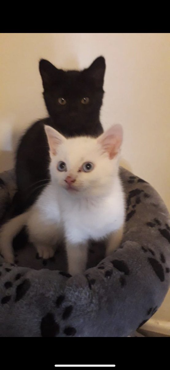_Paris_xo_'s tweet photo. @officialfabioj what should I name the black kitty? These are my new babies 🥺 @swaggyheather6 @Lurz1999 @THEDOXINE @DLovesfabio https://t.co/D1bAltHad5