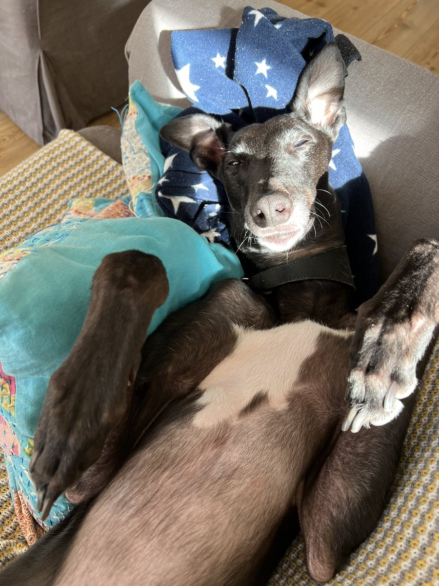 Always finds the sunniest spot in the house