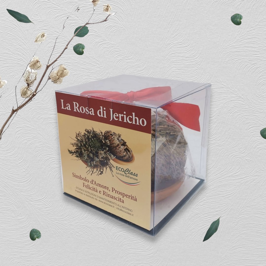 La #RosadiJericho, la famosa #pianta della resurrezione è disponibile su EcoClass.it e il nostro #Amazon Store!

La Rosa di Jericho è un #regalo perfetto per ogni occasione, richiede poca cura ed ideale nell'ambiente domestico 🏡

#Amore #Famiglia #Casa #Natura
