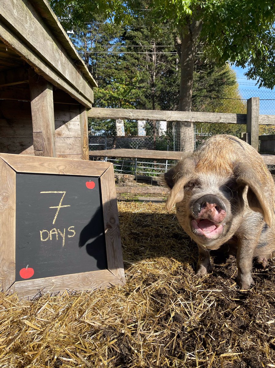 KTCityFarm's tweet photo. Betty is well chuffed to be kicking off #Appleday countdown๐FREE ENTRY, BBQ, soup & cake, music, games, arts & crafts, gift stall, juicing & tasting๐๐ 12-4pm Sun 23rd Oct. Bring your CORE friendsโฆ.and everyone else too!๐#festival #AutumnVibes #whatson #londonfun #weekend https://t.co/Vy6c41LlDA