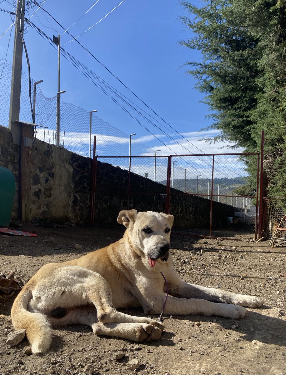 RefugiOceaniCAN's tweet photo. Para mí, rescatar es el arte de aliviar esas almas que sufren… Pero solo es posible con su ayuda.
Así como Pinky tengo más de 300 perritos transformados que hoy necesitan desayunar.
Por favor, échennos una patita de ayuda para ir por croquetas🙏🏼🙏🏼🙏🏼
BBVA débito: 
2973843610
👇🏼🧶 https://t.co/HrkryeCJ0u