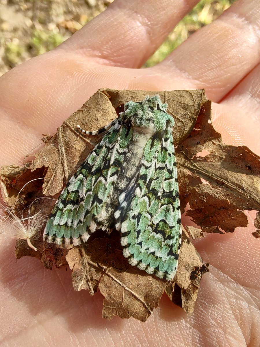 Katy Appleton (@katyappletonuea) on Twitter photo Green Arches, Anaplectoides prasina I think, found dead but lovely that we could get a close look at this beautiful moth. Thought it was just lichen at first! <a href="/rbrtjnkns/">Robert Jenkins</a> Green Arches, Anaplectoides prasina I think, found dead but lovely that we could get a close look at this beautiful moth. Thought it was just lichen at first! <a href="/rbrtjnkns/">Robert Jenkins</a>