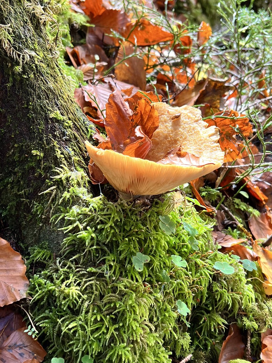 t_hersche's tweet image. Fall in Switzerland #fall #Switzerland