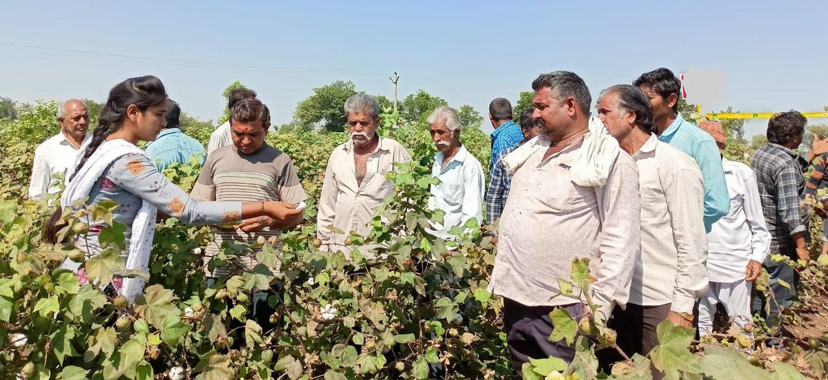 SSKK_VO's tweet photo. An On-Farm Visit (Field Day) was conducted at the farm of Ranabhai Pada, Lathi. Discussed between 30 farmers who were present, unbilled and certified seeds.
Fibre quality, fertilizer, diseases and pests were also discussed with the farmers.
- Komal Chandappa (Field facilitator) https://t.co/G9KjzD9yRp