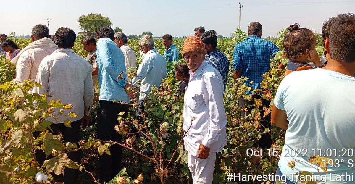 SSKK_VO's tweet photo. An On-Farm Visit (Field Day) was conducted at the farm of Ranabhai Pada, Lathi. Discussed between 30 farmers who were present, unbilled and certified seeds.
Fibre quality, fertilizer, diseases and pests were also discussed with the farmers.
- Komal Chandappa (Field facilitator) https://t.co/G9KjzD9yRp