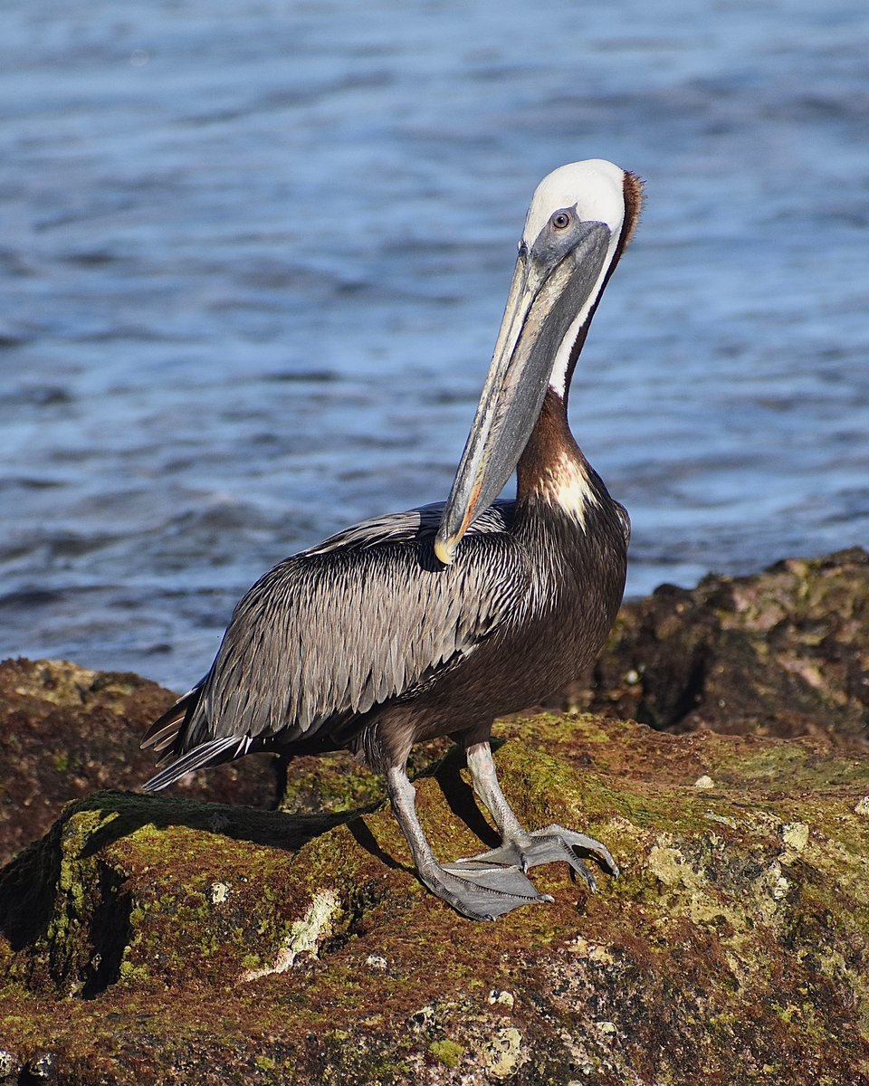 Brown Pelican in San Juan, Puerto Rico #birds #birdphotography #birdwatching #TwitterNatureCommunity #BirdsSeenIn2022