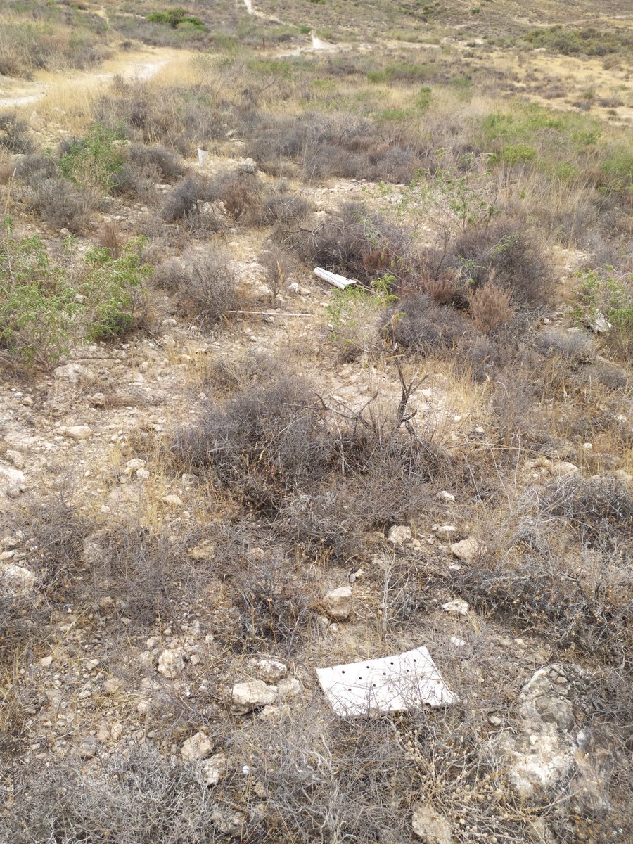 Bardo_Molineta's tweet photo. Desolador y deprimente, después de 2 años cargados como mulos para regarlos, esta plantación está bastante lejos de donde dejas el coche, a unos 3km y con un desnivel importante. Pues los que no han muerto los han arrancado todos, y no tiene pinta de haber sido animales. https://t.co/tvRtQ8iLzh
