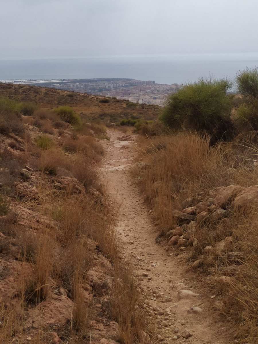 Bardo_Molineta's tweet photo. Desolador y deprimente, después de 2 años cargados como mulos para regarlos, esta plantación está bastante lejos de donde dejas el coche, a unos 3km y con un desnivel importante. Pues los que no han muerto los han arrancado todos, y no tiene pinta de haber sido animales. https://t.co/tvRtQ8iLzh
