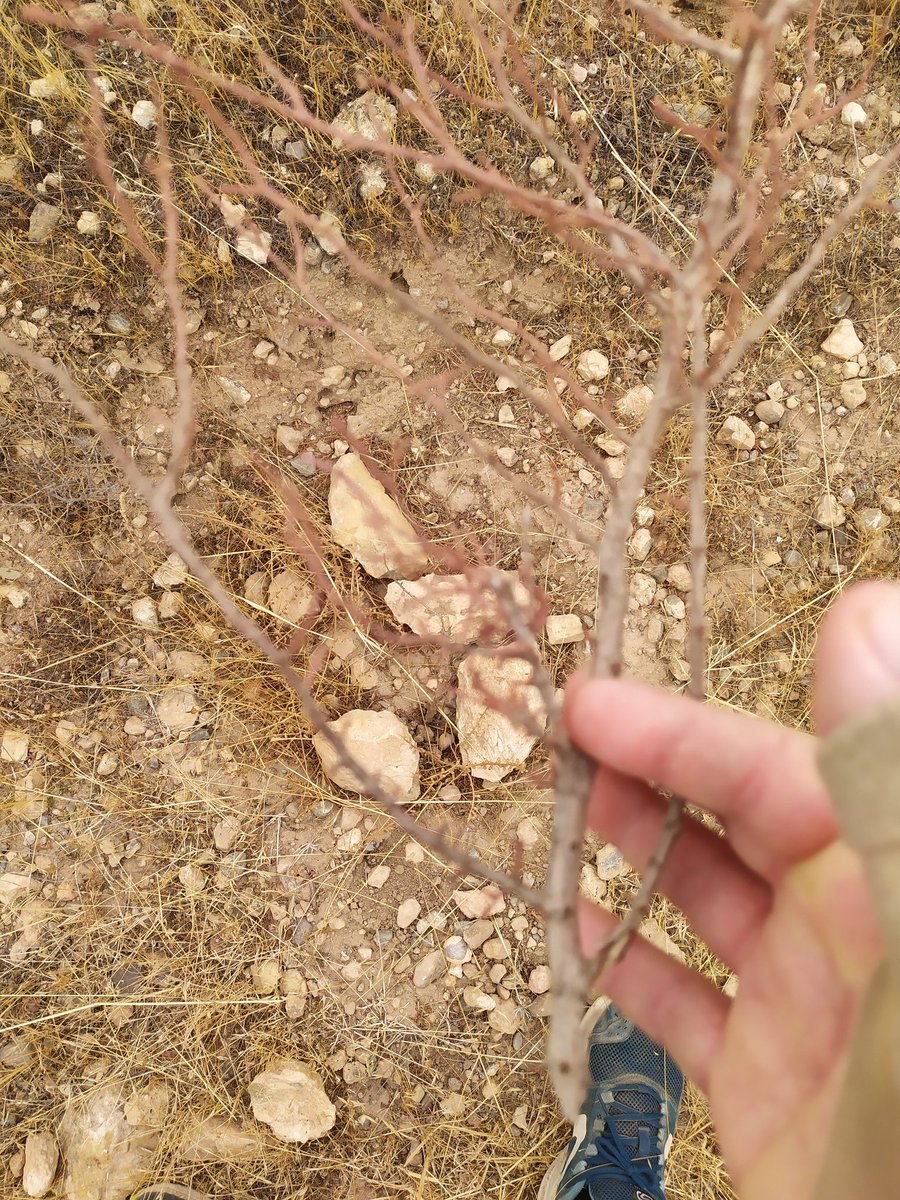 Bardo_Molineta's tweet photo. Desolador y deprimente, después de 2 años cargados como mulos para regarlos, esta plantación está bastante lejos de donde dejas el coche, a unos 3km y con un desnivel importante. Pues los que no han muerto los han arrancado todos, y no tiene pinta de haber sido animales. https://t.co/tvRtQ8iLzh