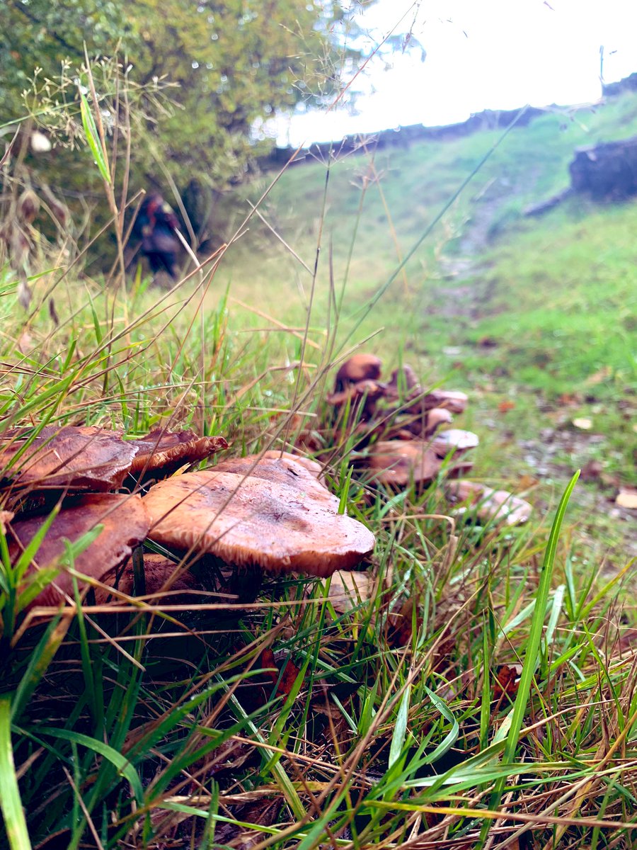 theRaevennan's tweet photo. A belated #TourDiary update 🧵
After our show and stay over in Kendal, we headed to Newcastle to play @CobaltStudios_ on Fri - what a hoot!
But first a trip to #HadriansWall and a little shortcut (…shortcut to what??) MUSHROOMS! ((#LOTRquote))
@MoulettesBand @blythepepino https://t.co/eof3fTAEd1