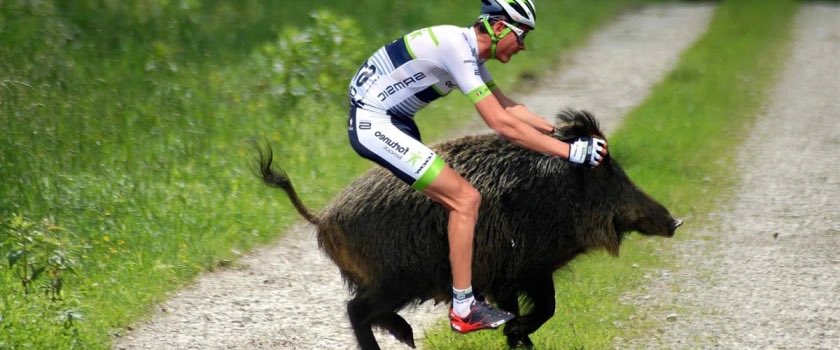 VarlanOlivier's tweet photo. 🛑 INSOLITE : pour éviter les balles des chasseurs le dimanche, un cycliste décide de se déplacer à dos de sanglier. https://t.co/LZY6Q7RXCX