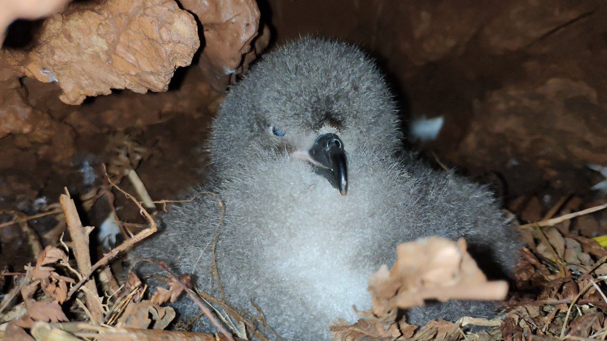 diegoanazco1's tweet photo. El Petrel de #Galapagos pasa el día en el mar -donde se alimenta- pero para dormir vuela cientos de Km hasta las montañas donde tiene sus “cuevas” que el construyó.
La Fundación #Jocotoco tiene una reserva en la isla #SanCristobal donde los cuidan. Reporte de @MongabayLatam https://t.co/3UzDzgNfMH