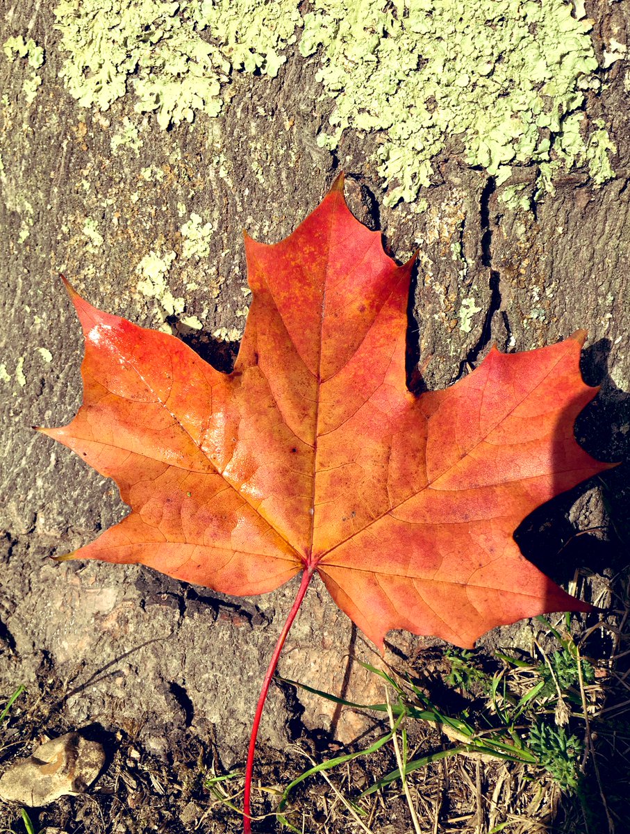 carole_fogg's tweet photo. jumping on that twitter trend #LeafRelief . people, share your leaves!! @GreenHampshire https://t.co/50DJUTEmTN