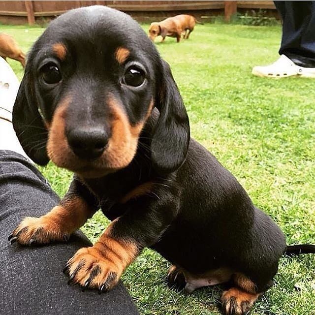 #Dachshund #Dachshunds