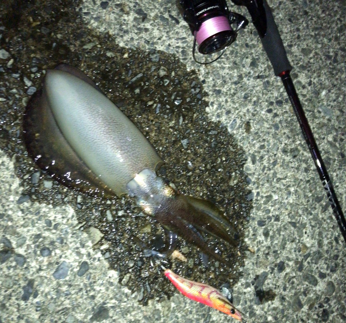 Boze_1984's tweet photo. キタキタ🦑
ええサイズ♡
#エギング
#shimano #sephiabb #vanford2500s https://t.co/THnhBBWa3Z
