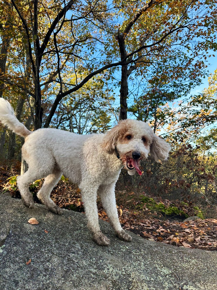 Una 🇺🇦 tweet media