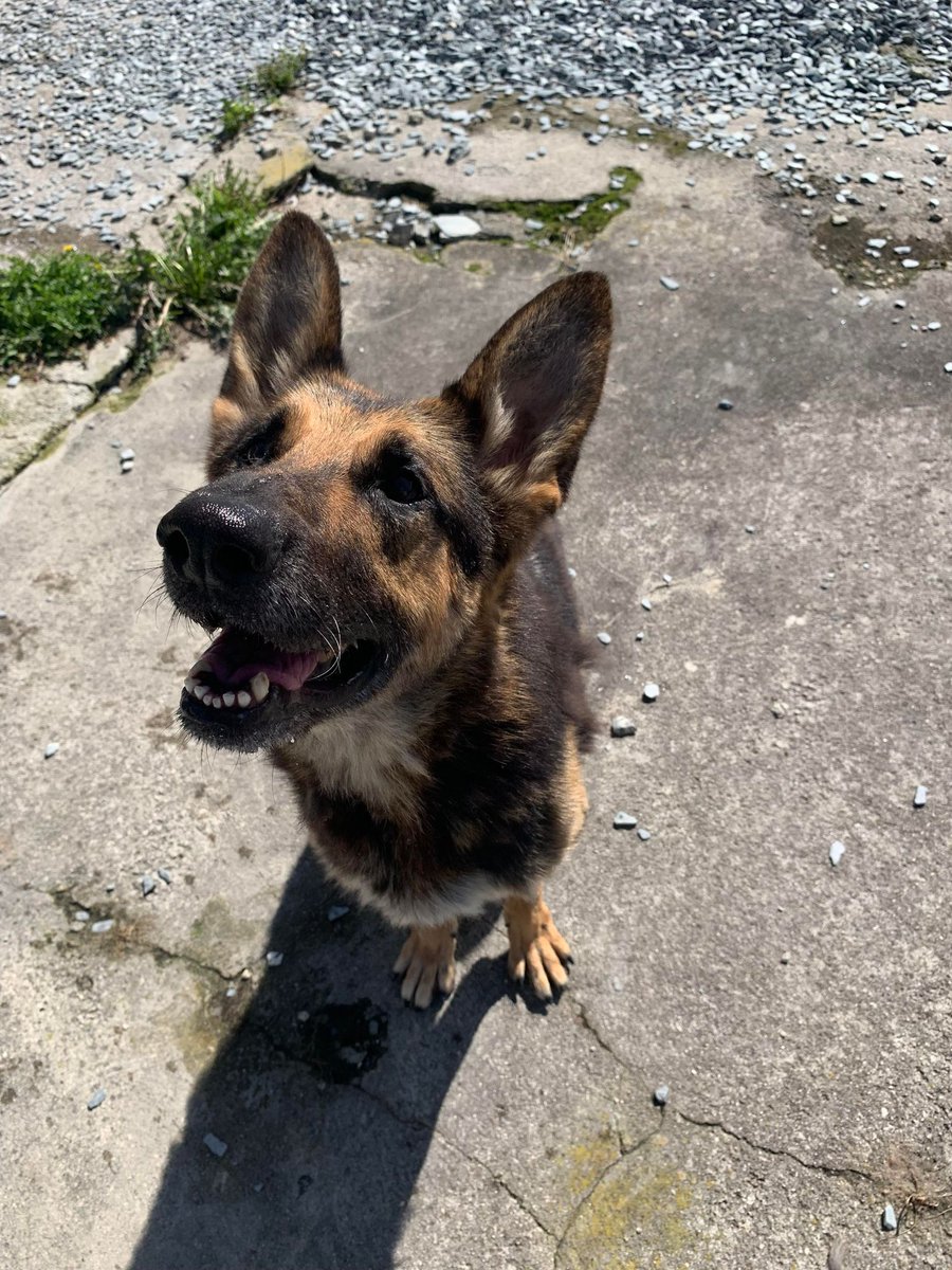 Amie is 8yrs old and she came to us in Nov 18, Amie is a super sweet girl who can live with older kids but sadly she is deaf and doesn't like other #dogs so special home needed please #GermanShepherd #Cornwall gsrelite.co.uk/amie/